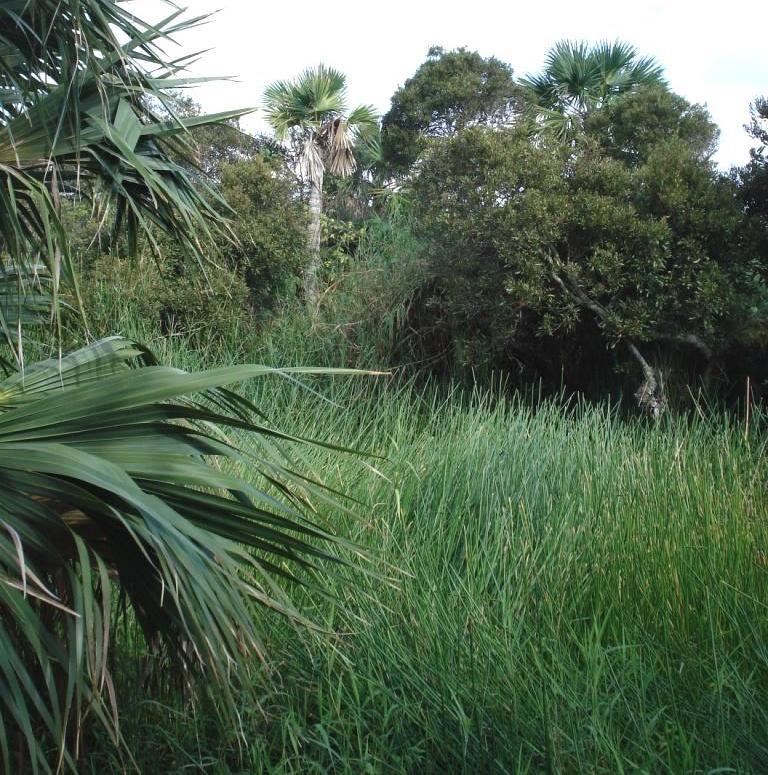 Devonshire Marsh