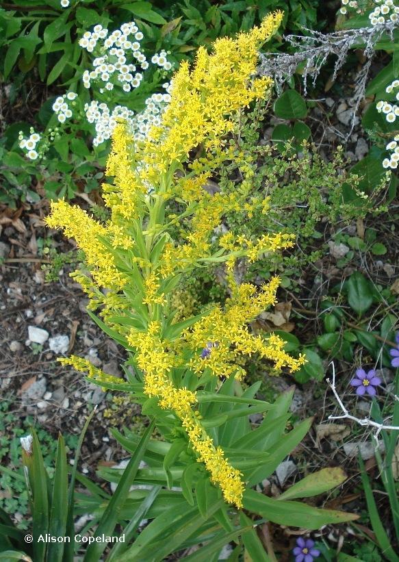 Seaside Goldenrod