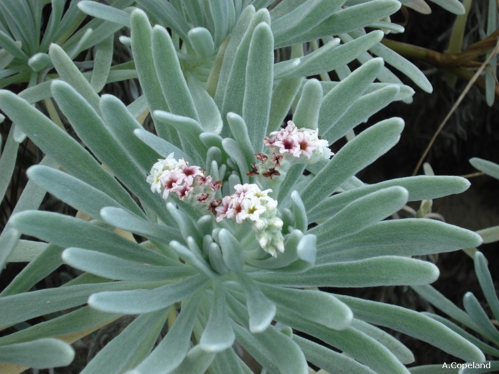 Iodine Bush or Bay Lavender