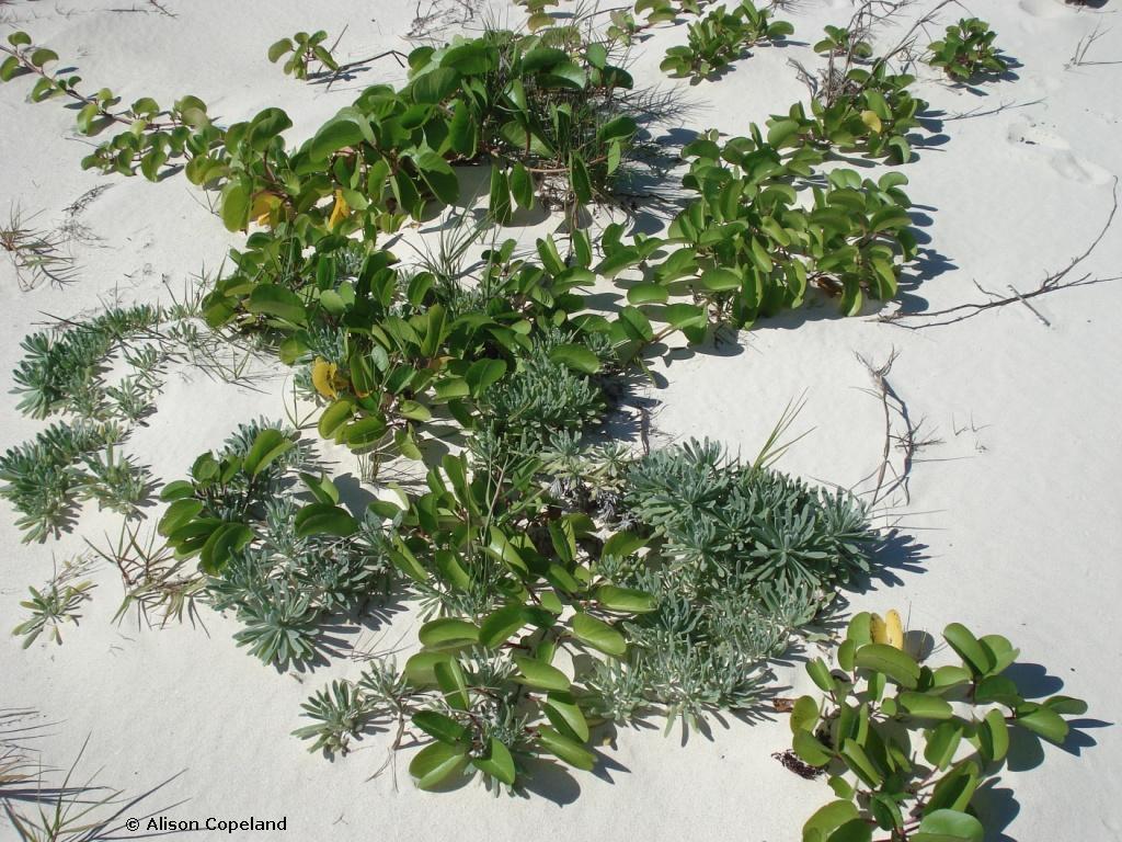 Iodine Bush and Seaside Morning Glory