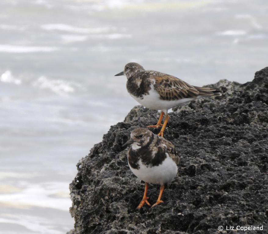 Ruddy Turnstones