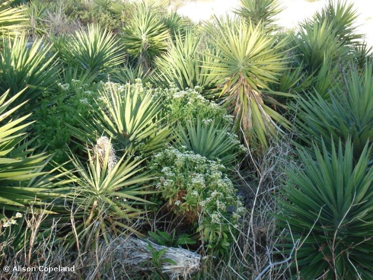 Spanish Bayonet and Darrell's Fleabane