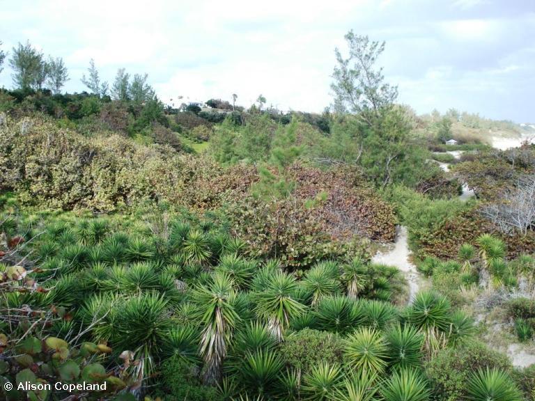 Dune Vegetation