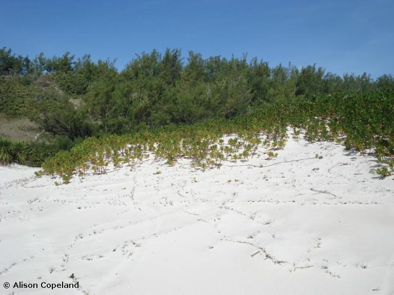 Horseshoe Bay Sand Dunes