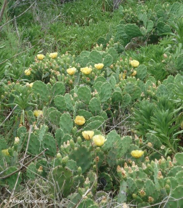 Prickly Pear Flowers, Warwick Long Bay