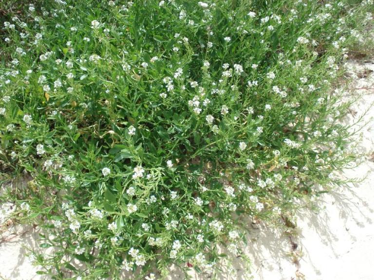 Scurvy Grass or Sea Rocket