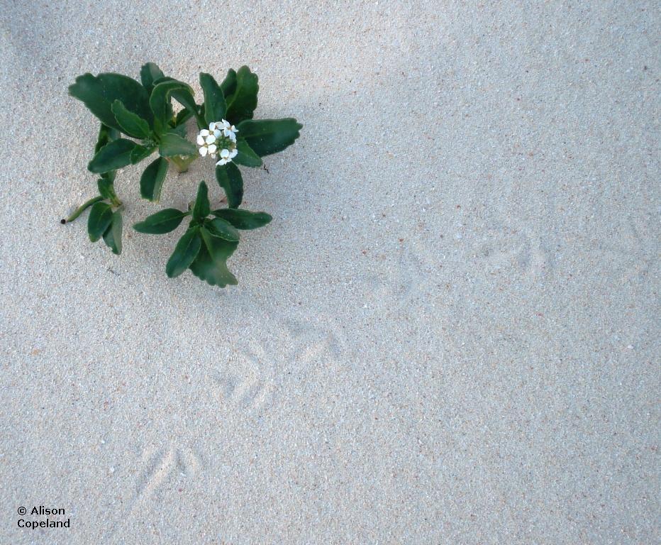 Scurvey Grass & Turnstone footprints