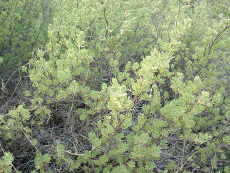 Tassel Plant, Chaplin Bay