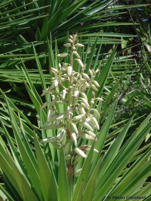 Spanish Bayonet