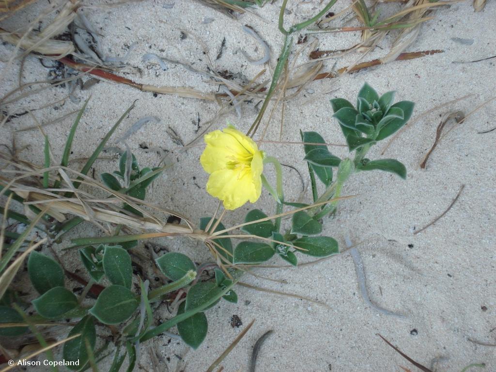 Seaside Evening Primrose