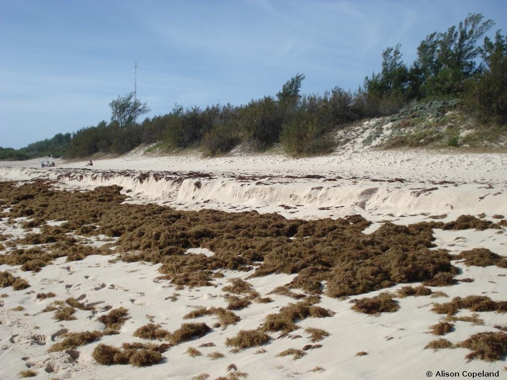 Sargassum weed on Warwick Long Bay