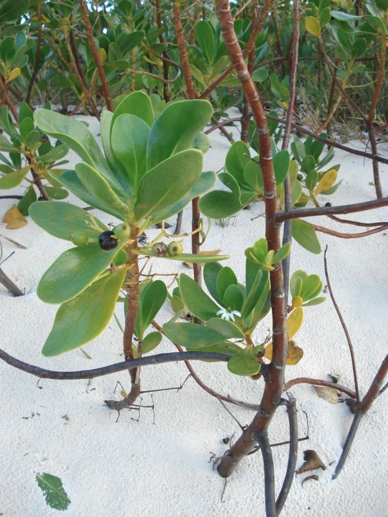 Scaevola plumieri