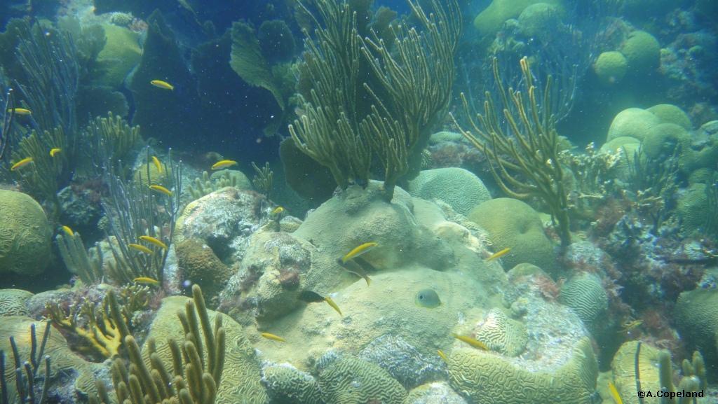 wrasses on reef