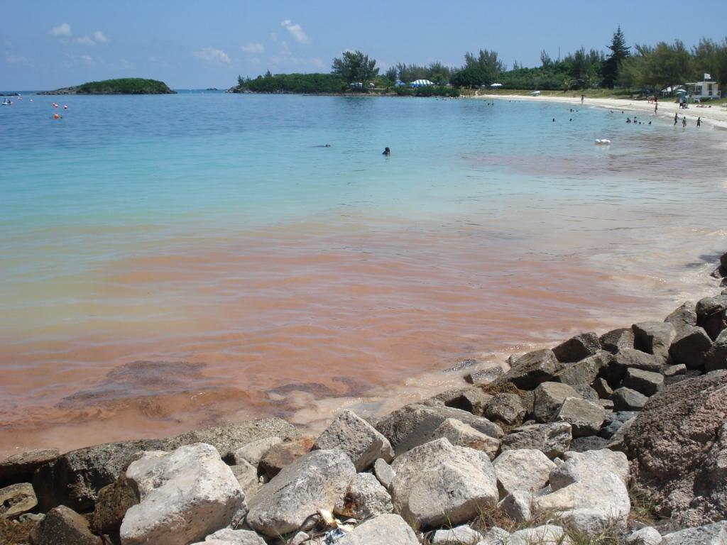 Coral Spawning event 2009