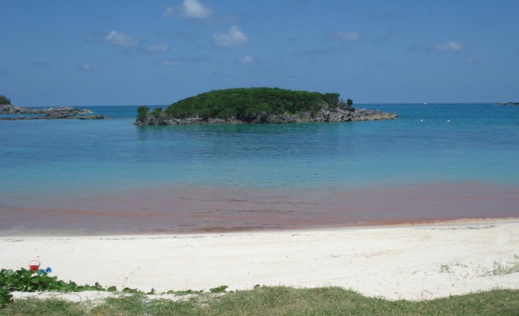 Coral Spawn Bermuda