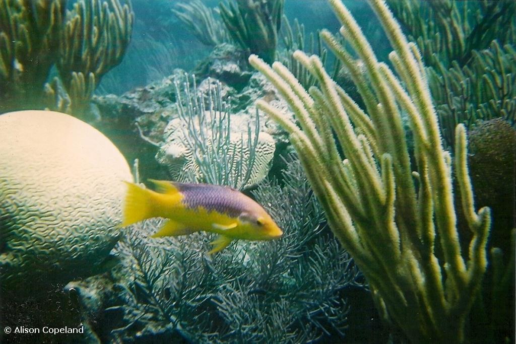 Spanish Hogfish