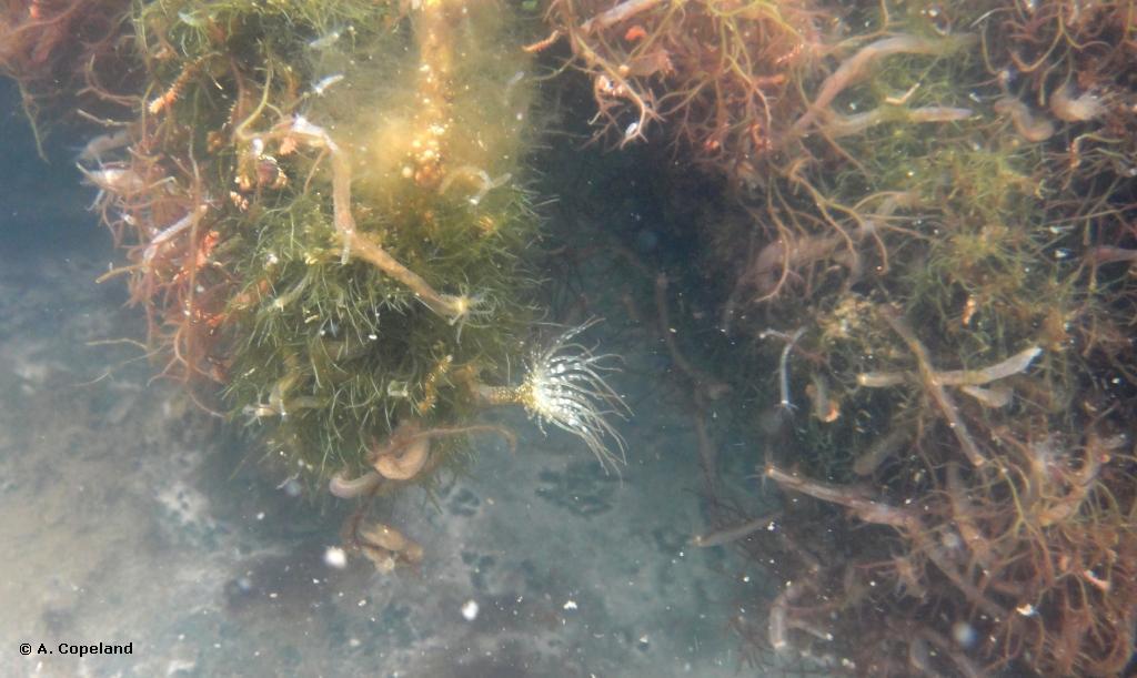 Anemones and Sea Cucumbers