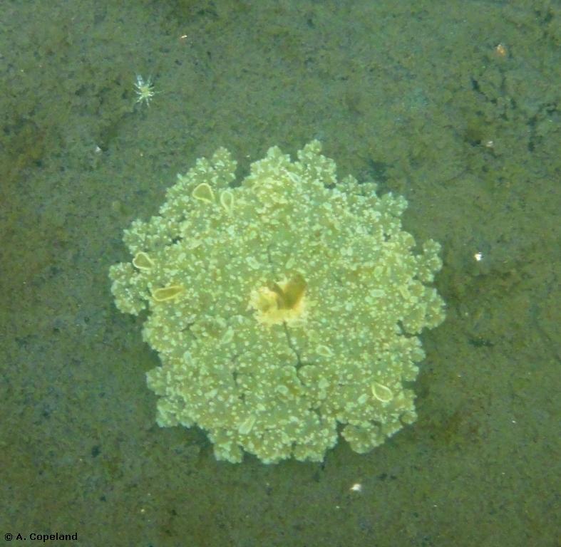 Upside Down Jellyfish