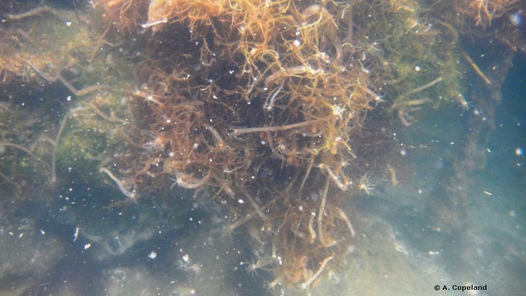 sea cucumbers and bristle worms