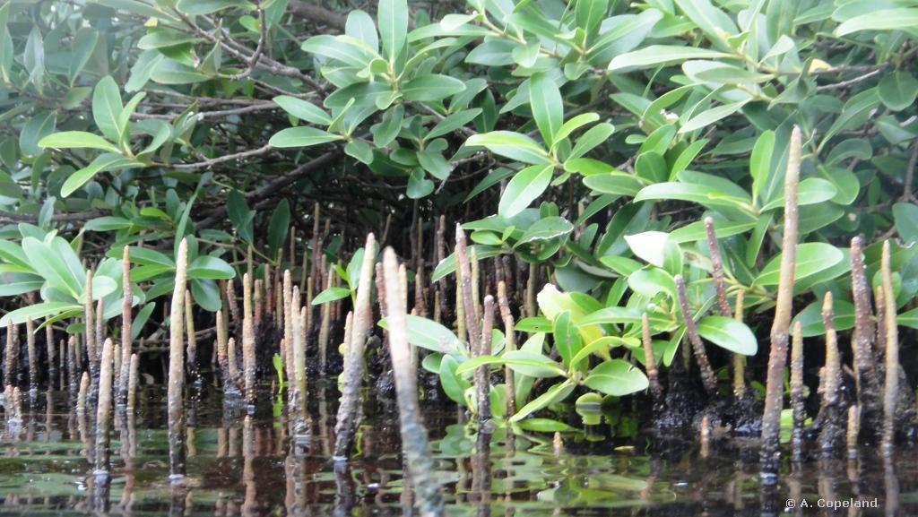 Black Mangrove pneumatophores