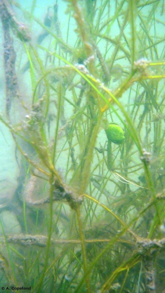 Widgeon Grass, Lover's Lake