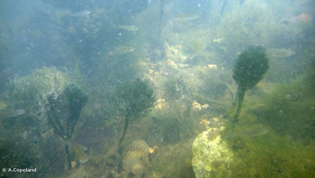 Killifish and Penicillus