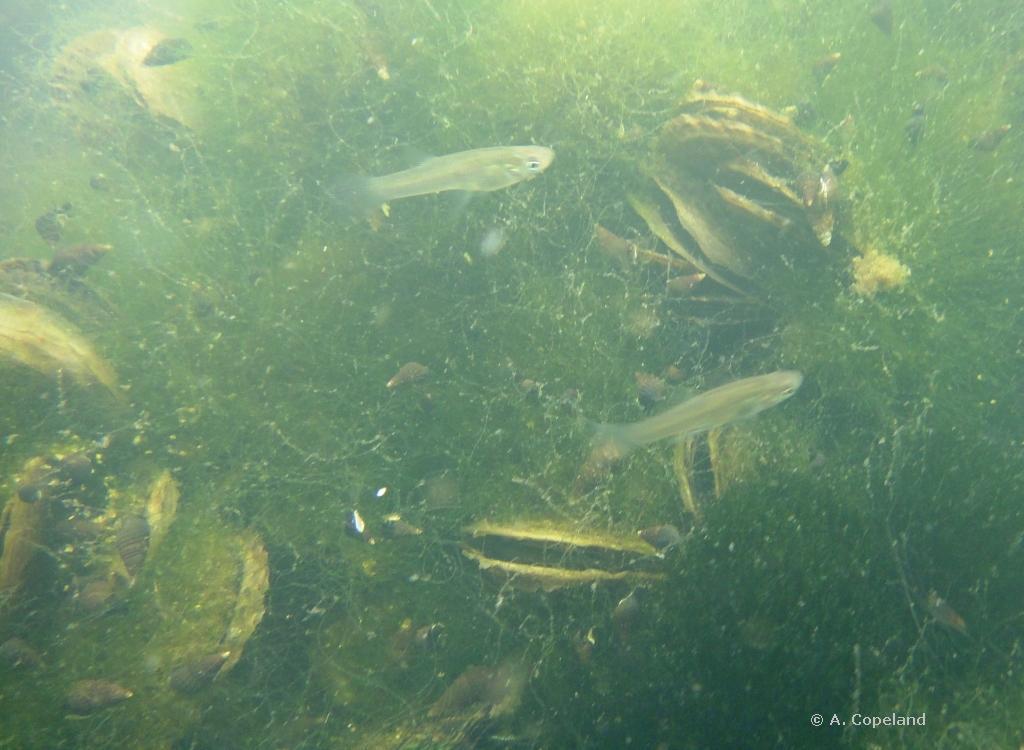 Killifish and Oysters
