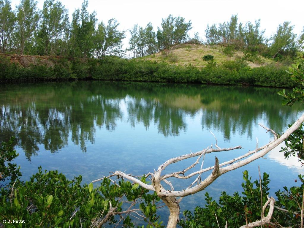 Coney Island Pond