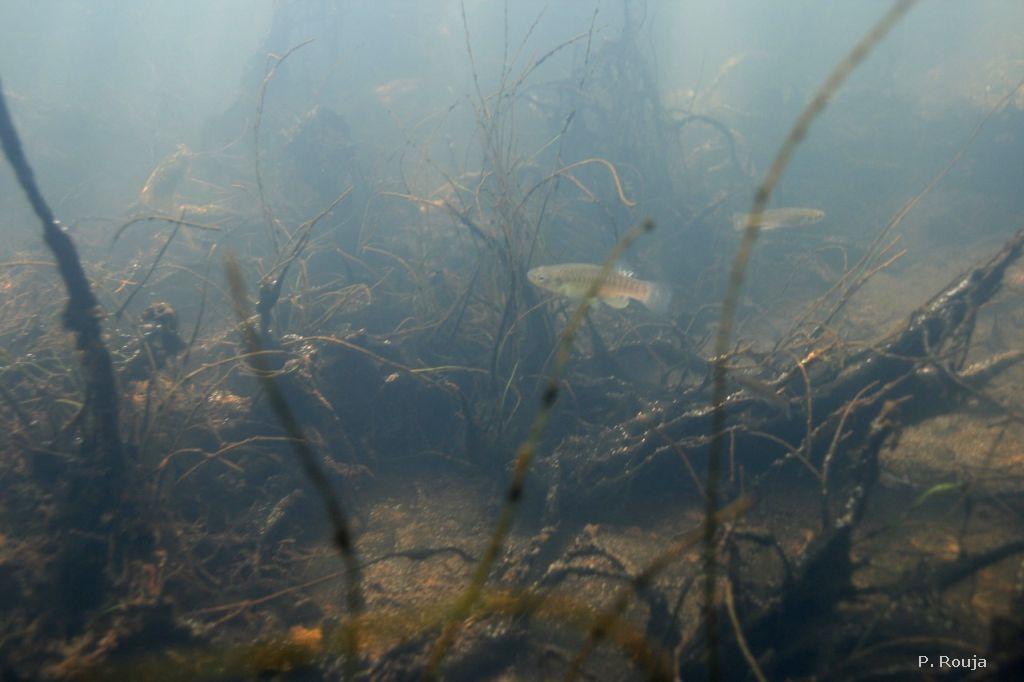 killifish bartrams pond
