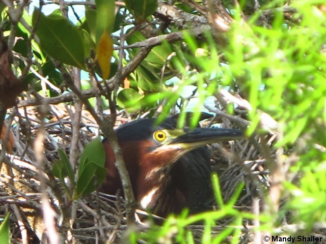 green heron on nest