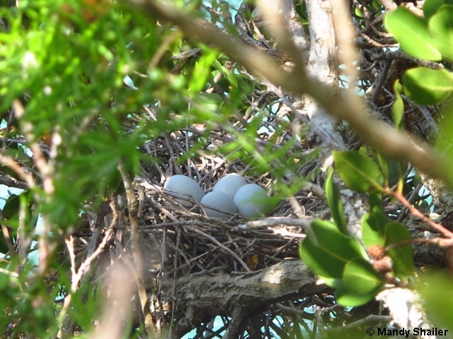 Green Heron nest