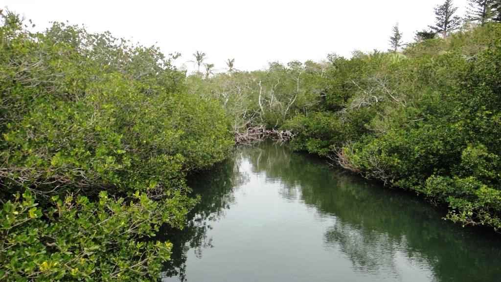 Mangrove Lake