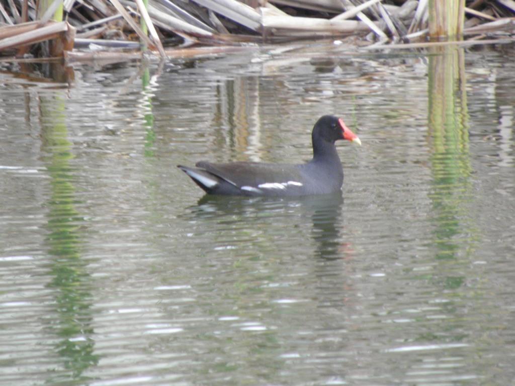 Common Moorhen