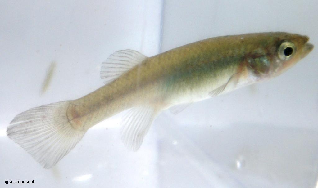Lover's Lake Killifish