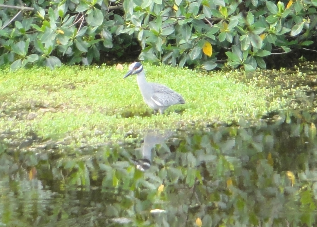 Night Heron