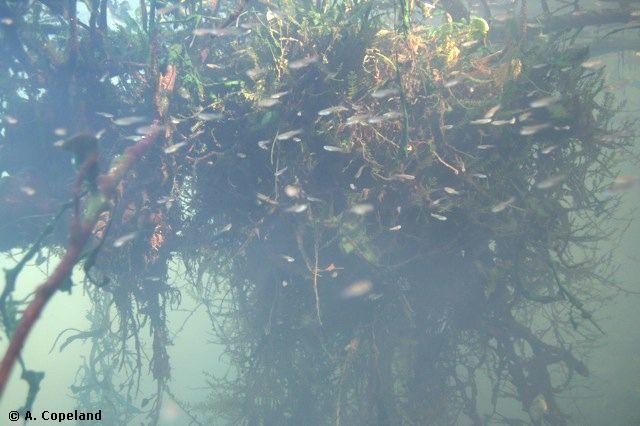Mangrove Roots
