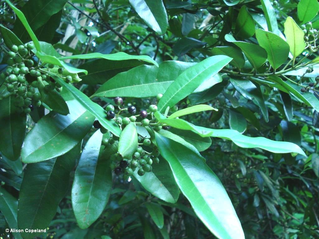 Allspice