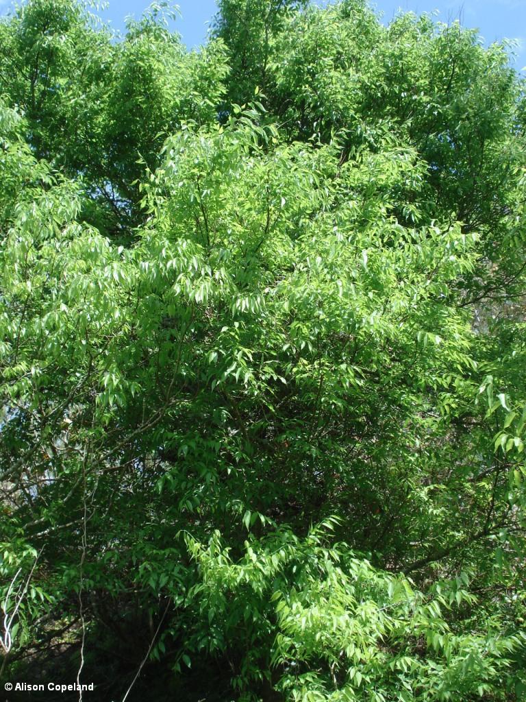 Southern Hackberry