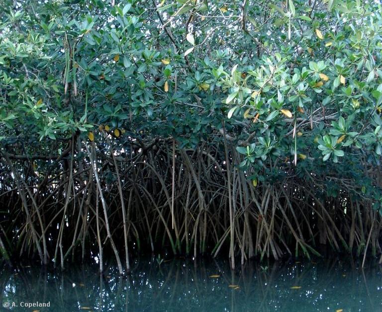 Red Mangroves in water