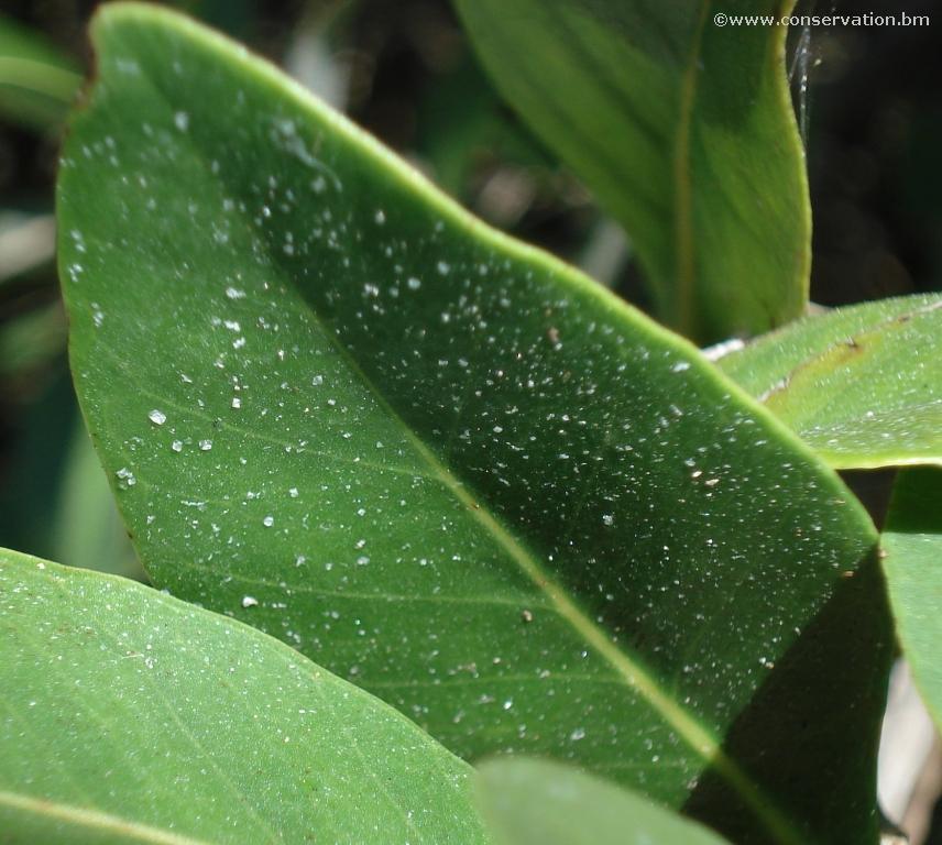 Salt on Black Mangrove Leaf