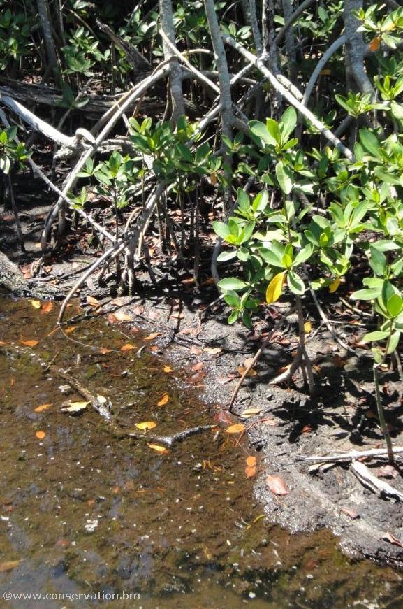 Red Mangrove Seedlings, Trott's Pond