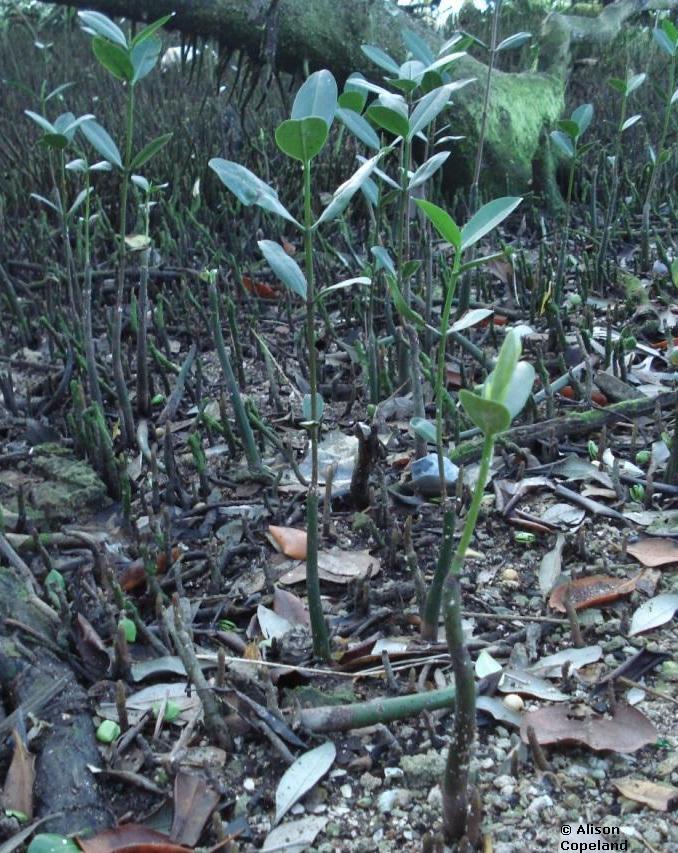 Red Mangrove Seedlings