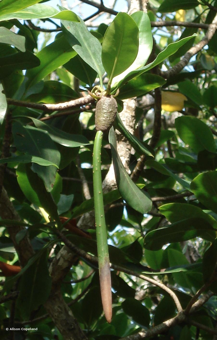 Red Mangrove Propagule