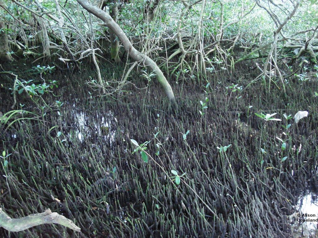 Black Mangrove pneumatophores