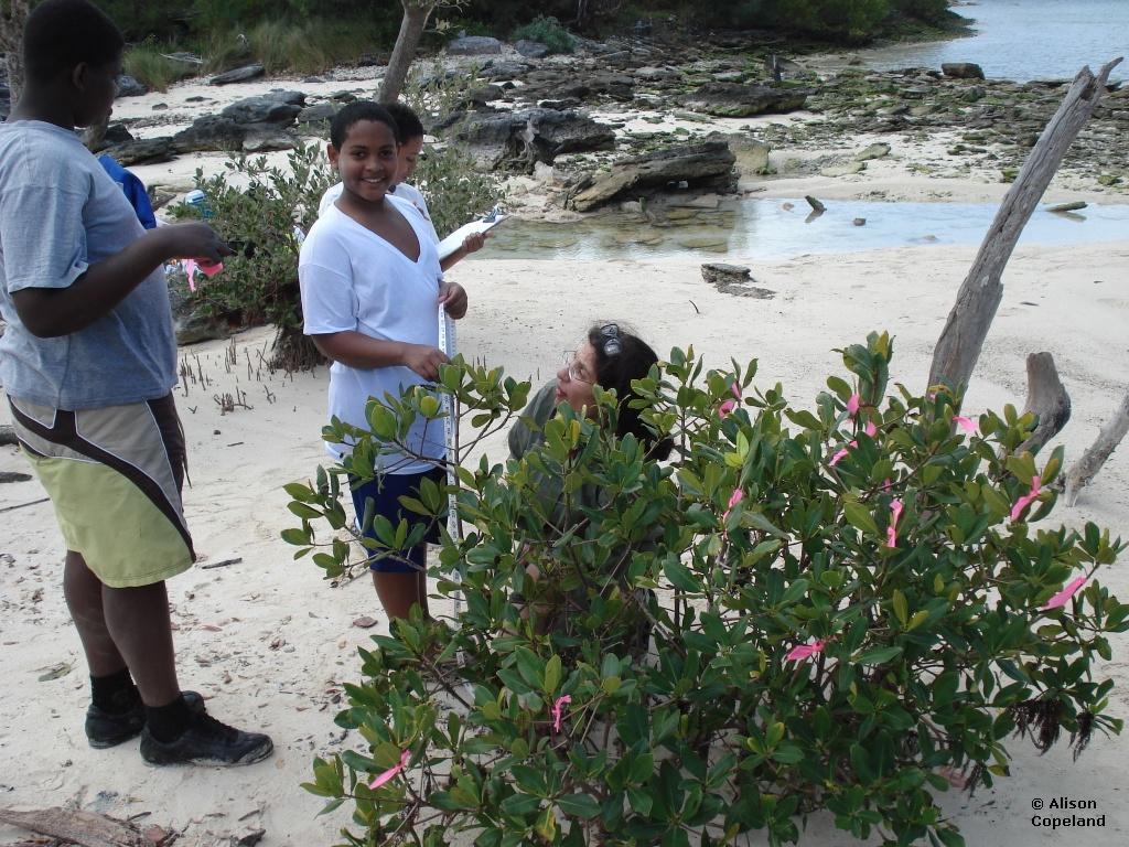 Measuring Mangroves