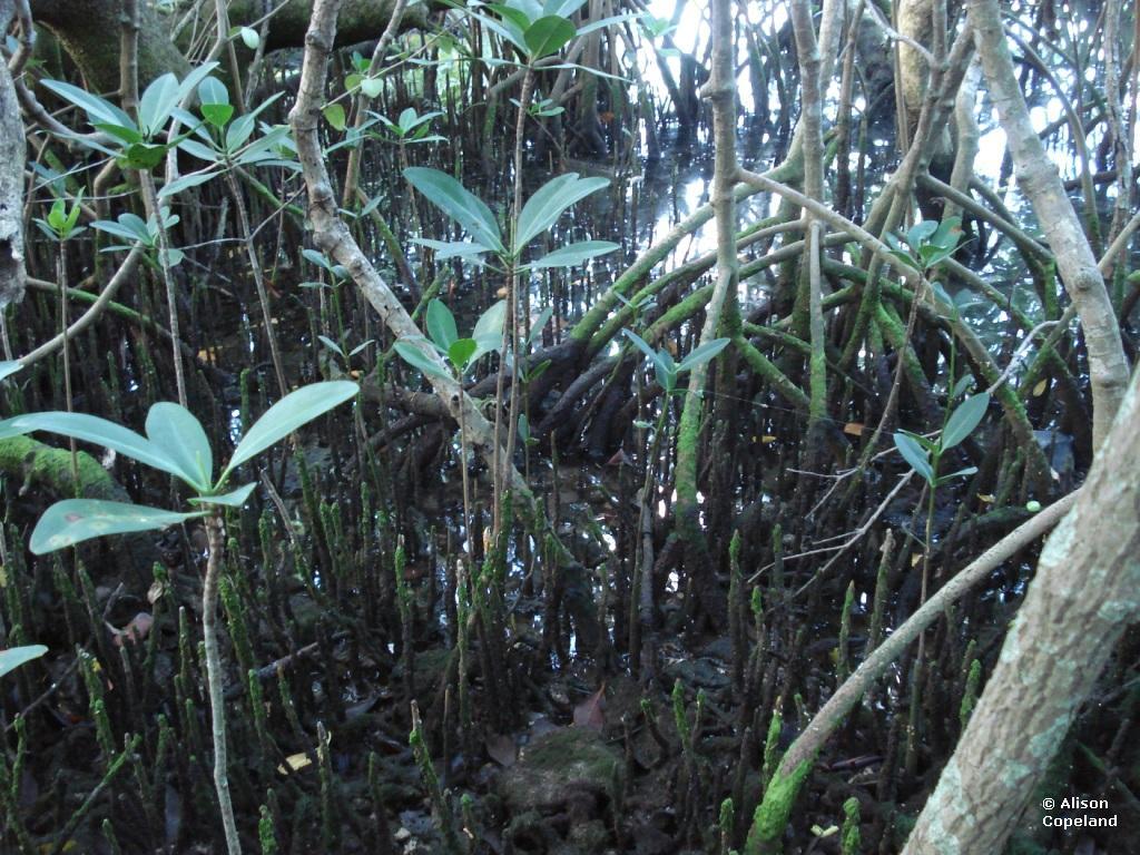 Mangrove Roots