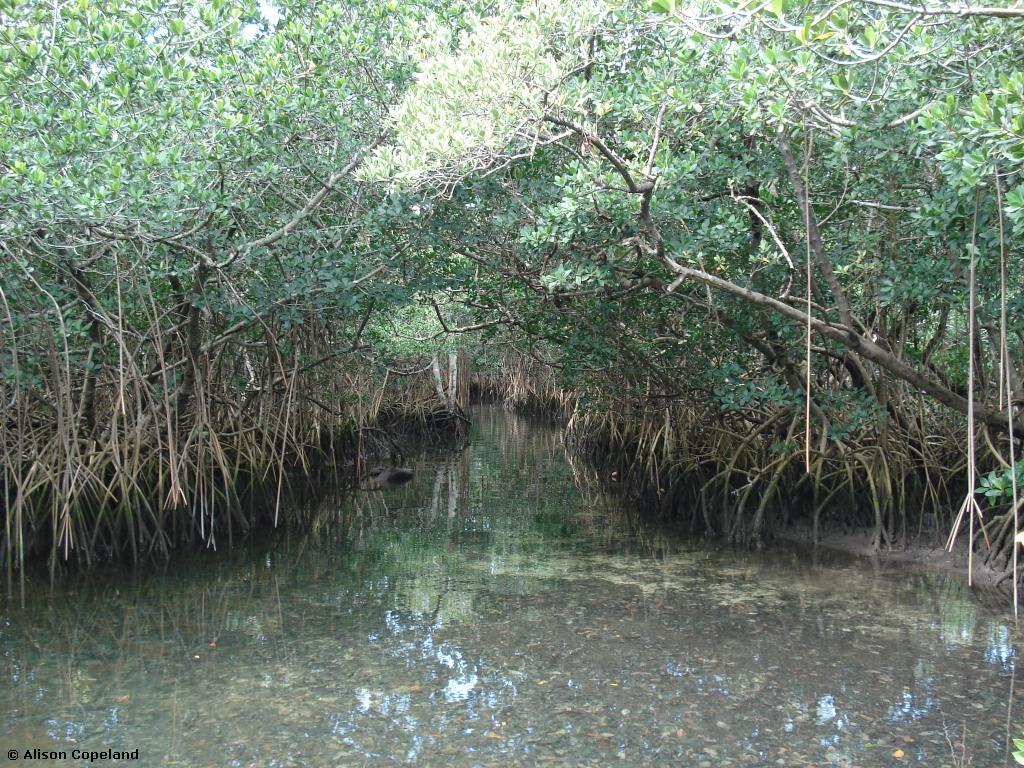 Hungry Bay tidal channels