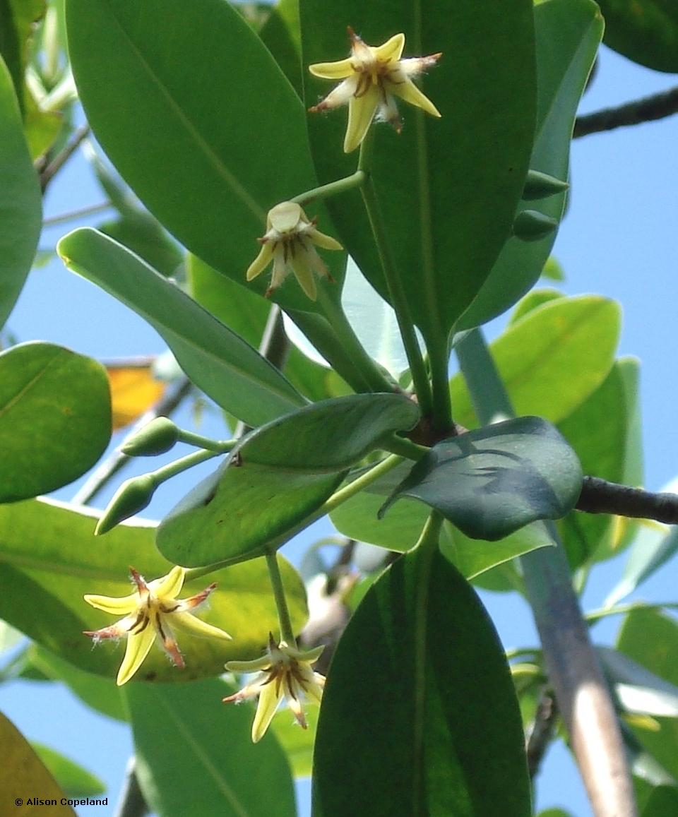 Red Mangrove Flowers