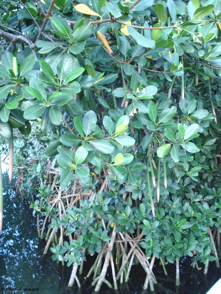 Red Mangrove