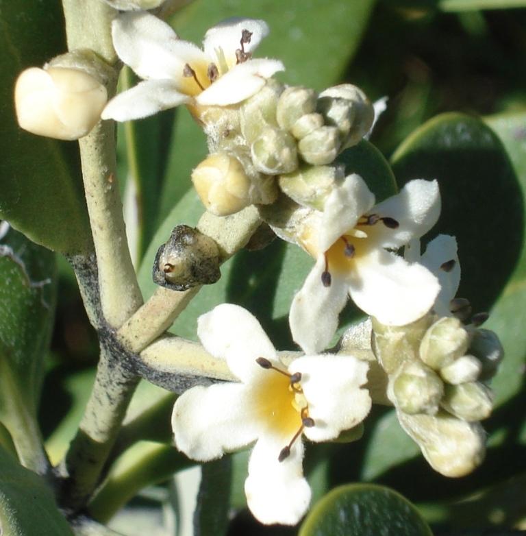 Black Mangrove Flower